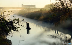 川霧と木漏れ日