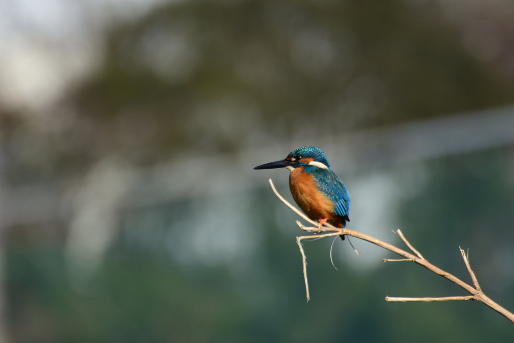 虫干しを兼ねて