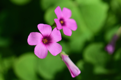 陽だまりに咲く