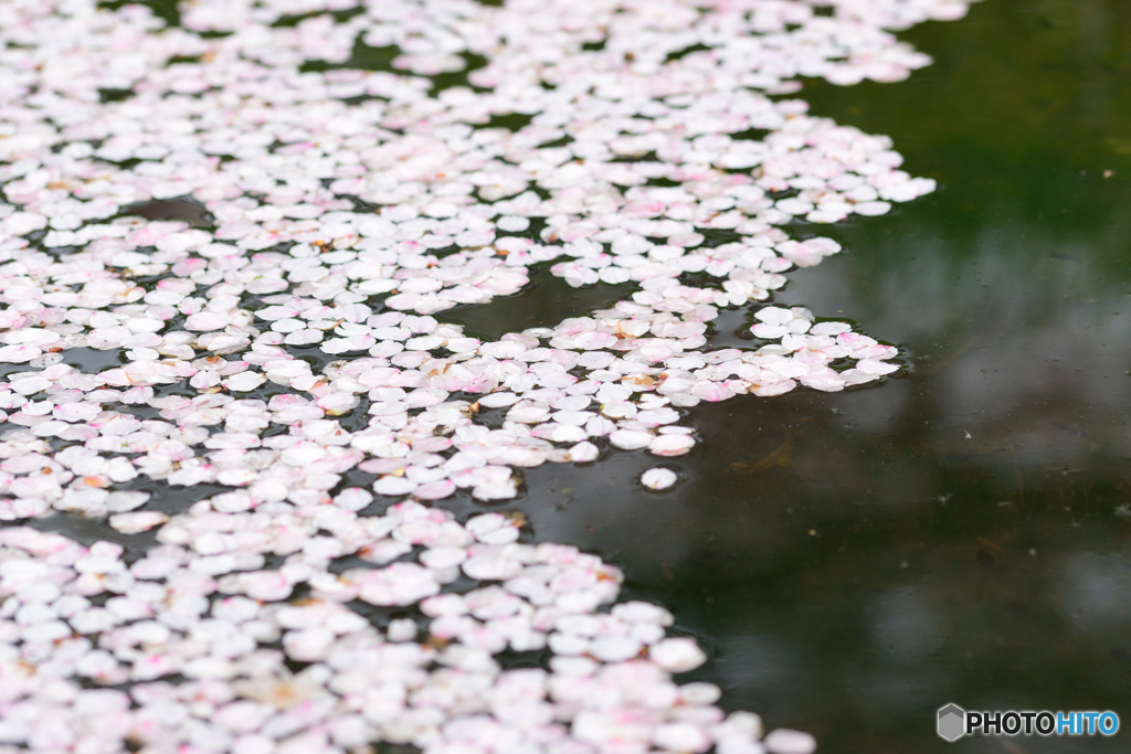 花筏