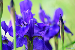 菖蒲