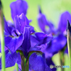 菖蒲