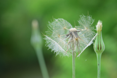 綿毛のパラボラアンテナ