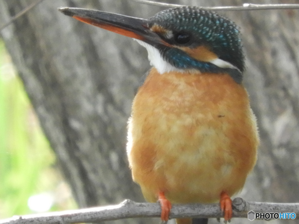 ちょっとふっくら