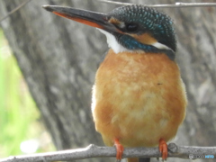 ちょっとふっくら