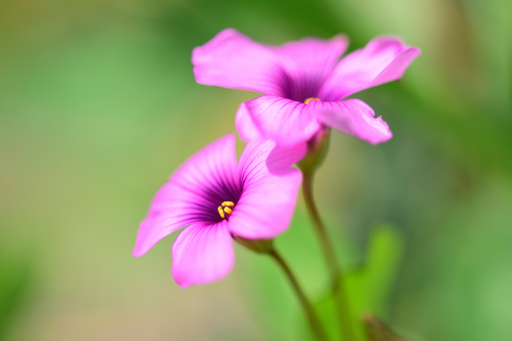 カタバミ_淡めに