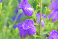カンパニュラ_紫
