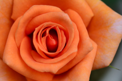 薔薇_1