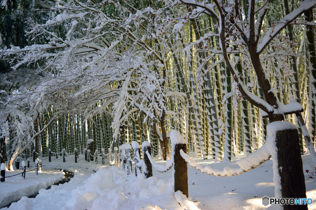 雪の竹林_1