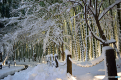 雪の竹林_1