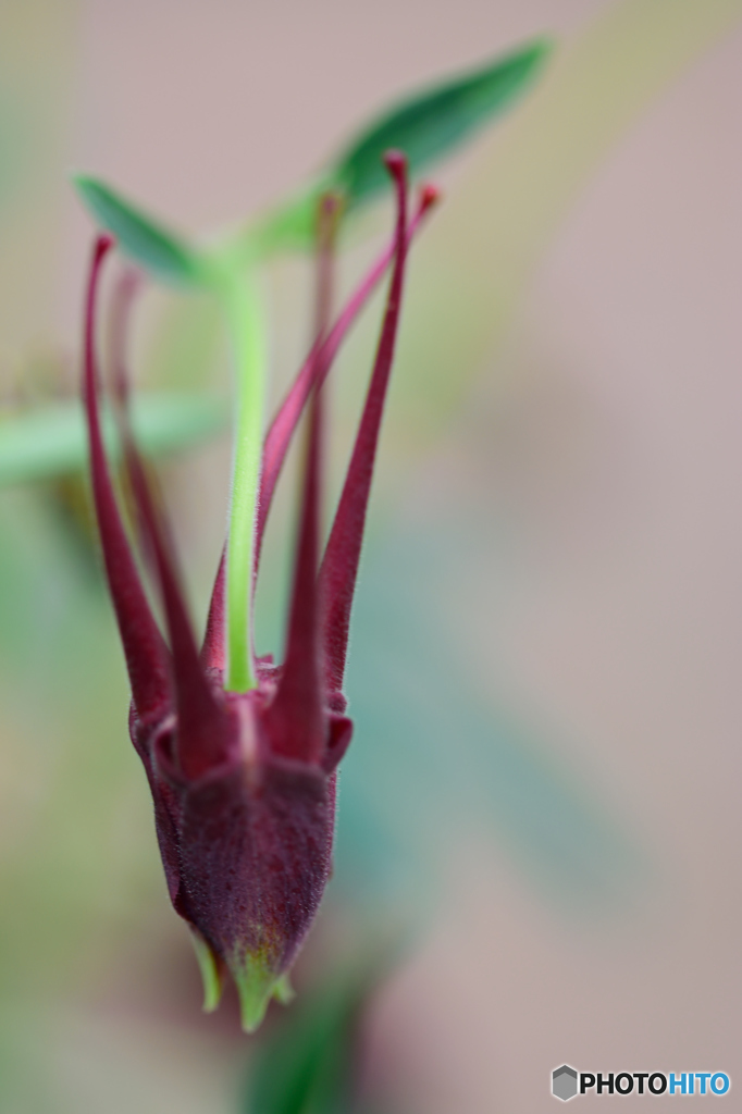 蛍イカではありません