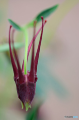 蛍イカではありません