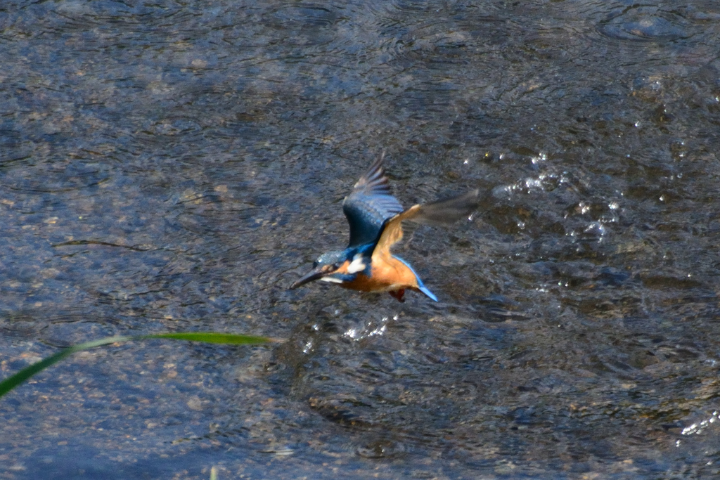 カワ三昧_餌取失敗