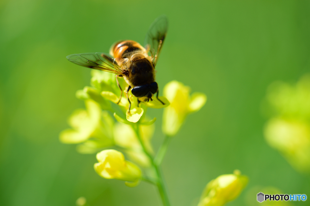 ミツバチと菜の花