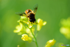 ミツバチと菜の花