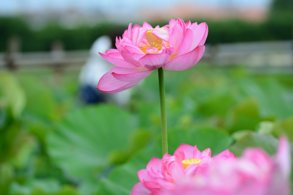 蓮三昧_5
