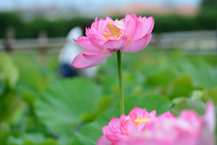 蓮三昧_5