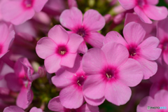 ピンクのラビリンス（蟻の視点）