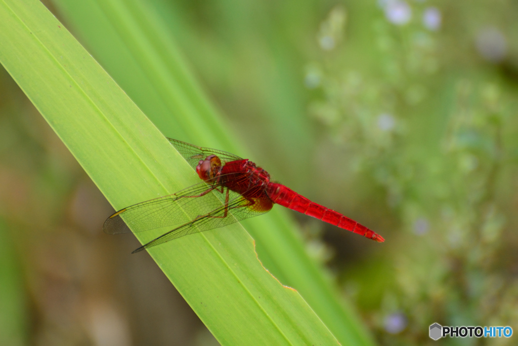 ショウジョウトンボ