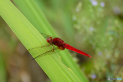 ショウジョウトンボ