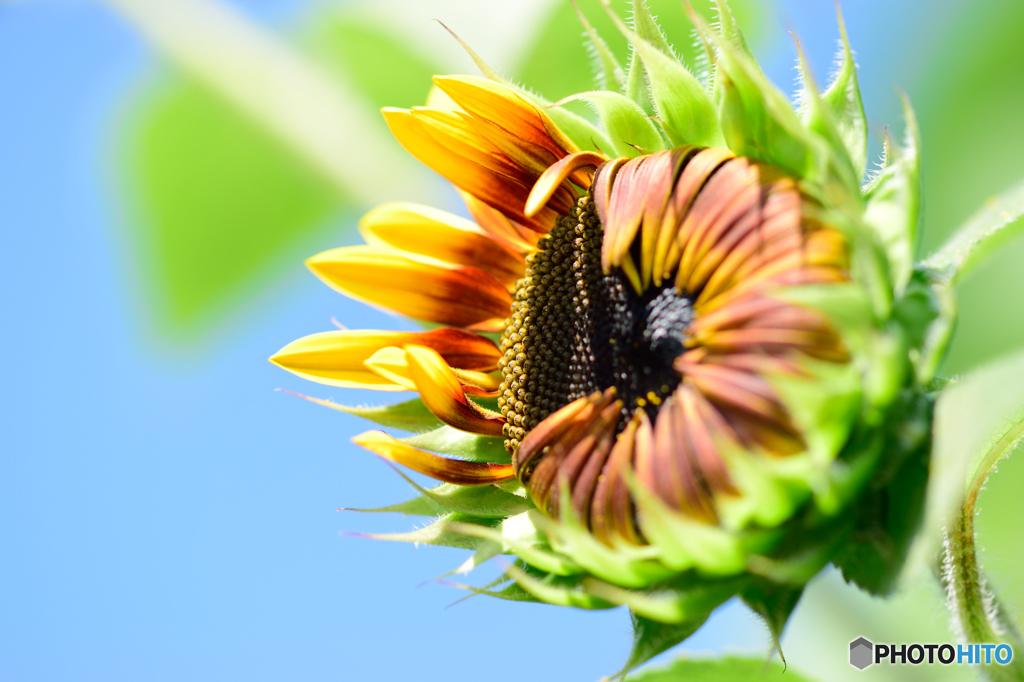 盛夏準備始めました