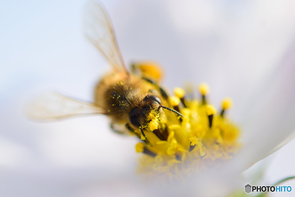 花粉にまみれて