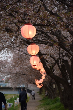 桜まつり早朝