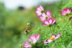 コスモス