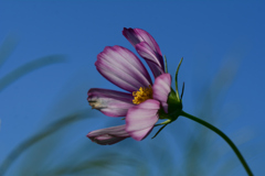 久々の晴天_コスモス