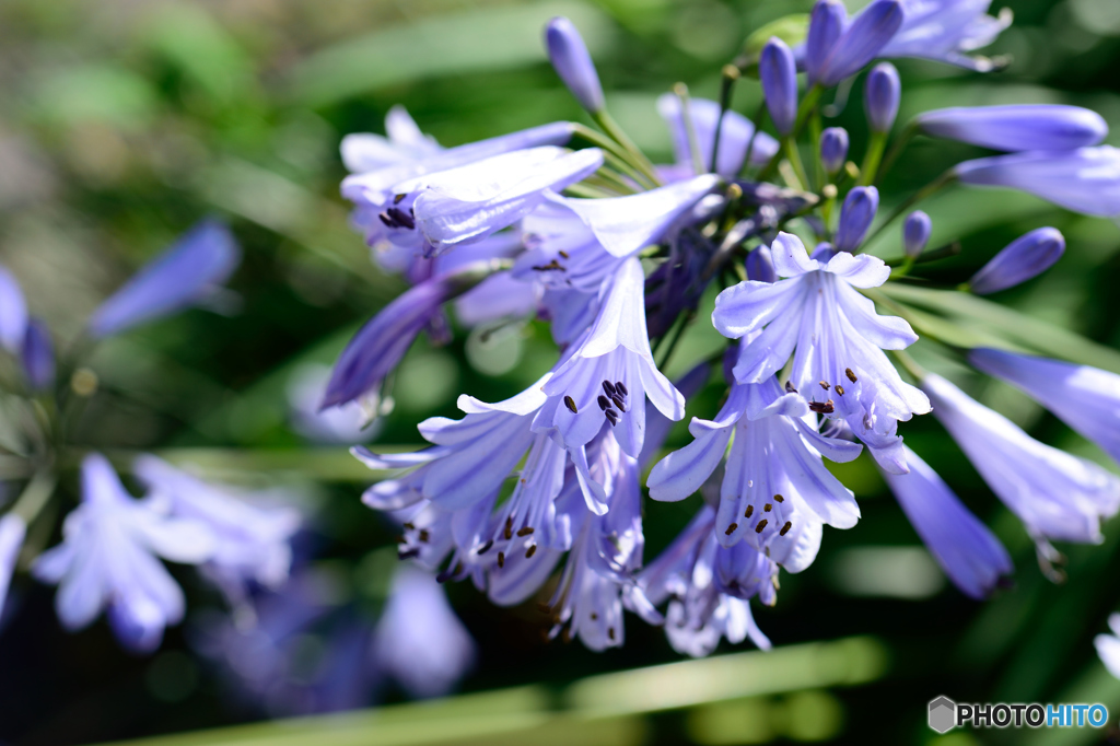 ムラサキクンシラン