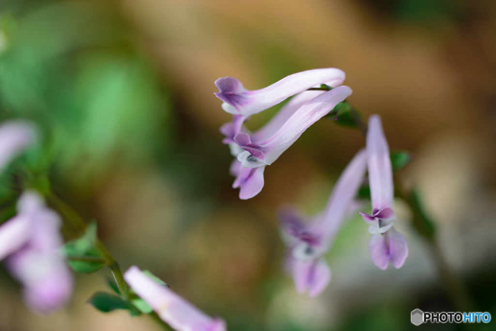 ジロボウエンゴサク