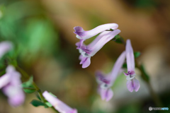 ジロボウエンゴサク