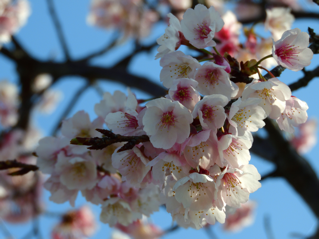 安行桜