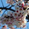 安行桜