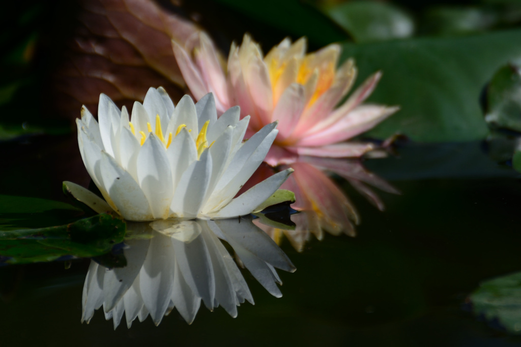 紅白揃い踏み