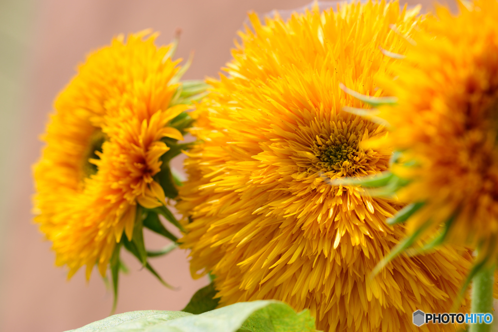 八重のひまわり