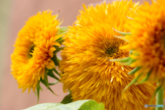 八重のひまわり