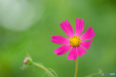 コスモス一輪