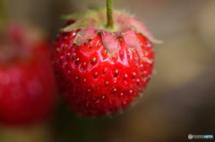 イチゴ