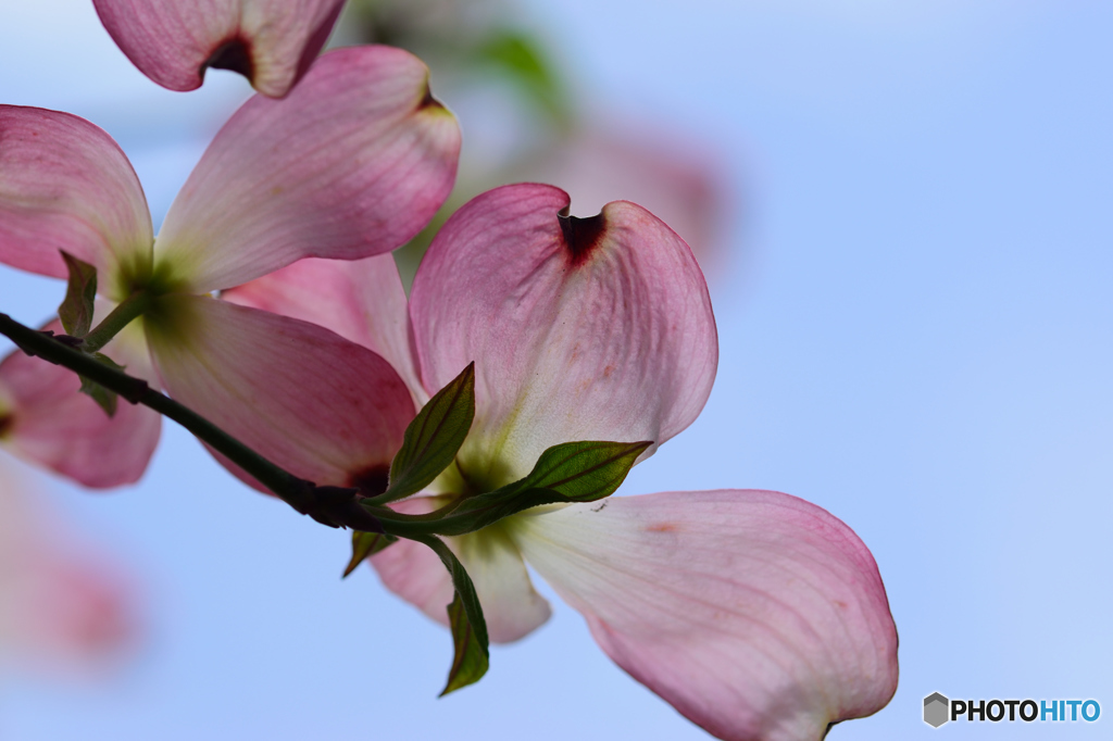 ハナミズキ（ピンク）