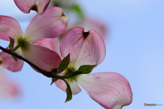 ハナミズキ（ピンク）