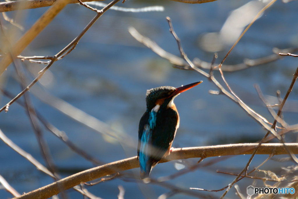 今日もカワセミ日和_3羽目