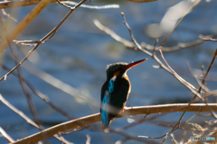 今日もカワセミ日和_3羽目