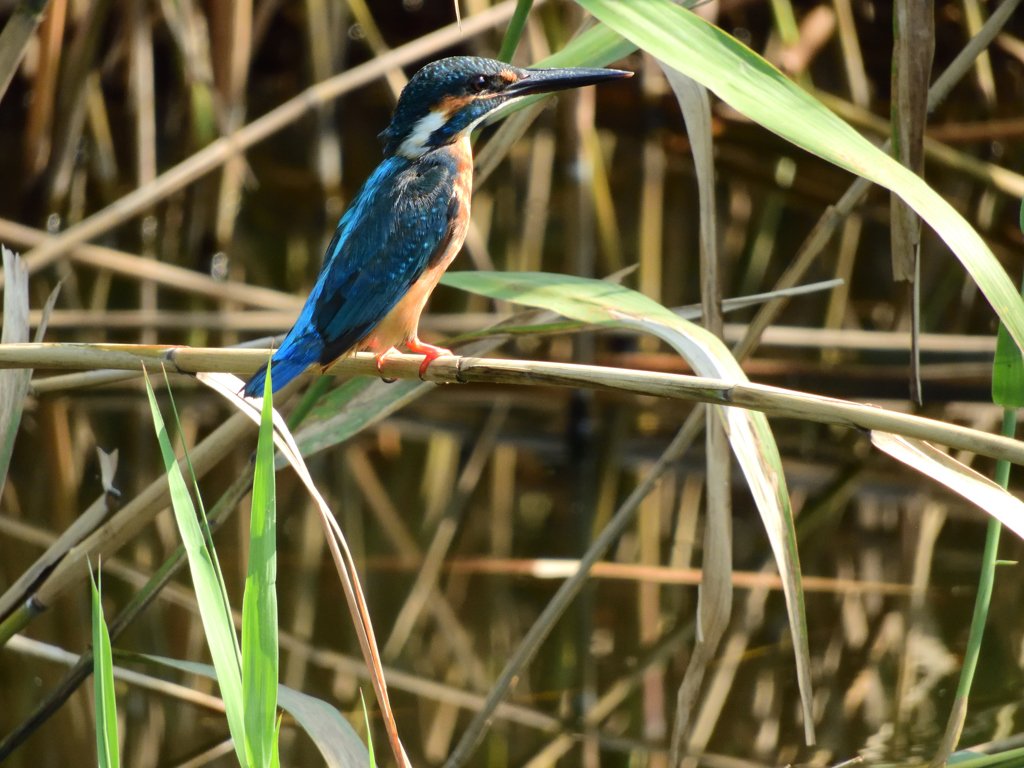 お気に入りの芦原