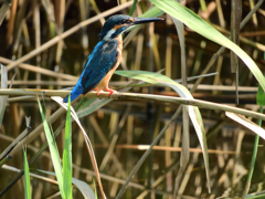 お気に入りの芦原