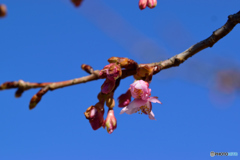 河津桜はじめます