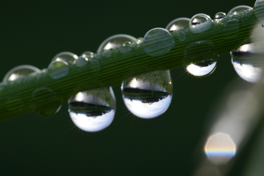 雨上がりに_滴1