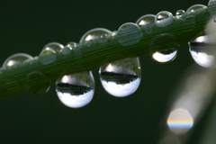 雨上がりに_滴1