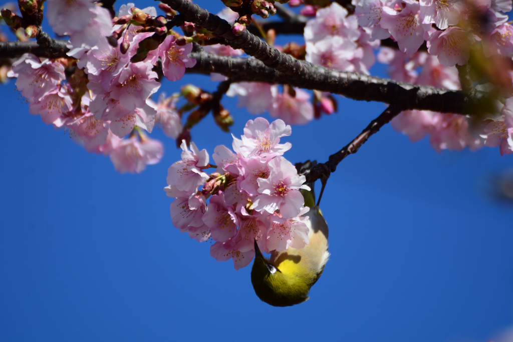 桜メジ