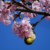 桜メジ